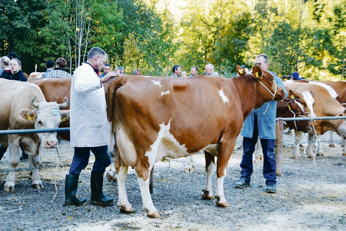 Der Viehschauexperte Ruedi Sommer wurde letzten Herbst aus der Schaukommission verabschiedet. Der freiwerdende Sitz bleibt jetzt für die Emmentaler ein Jahr vakant. (Bild BauZ/Peter Fankhauser)