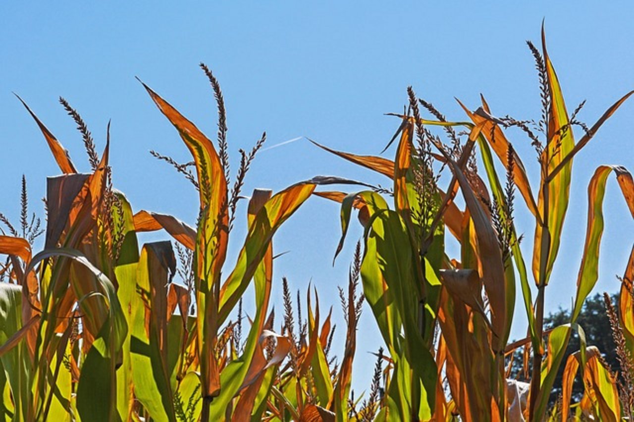 Auch die Landwirte sind durch den Klimawandel betroffen. Etwa führen grosse Dürren zu Ernteausfällen. (Bild pixabay)