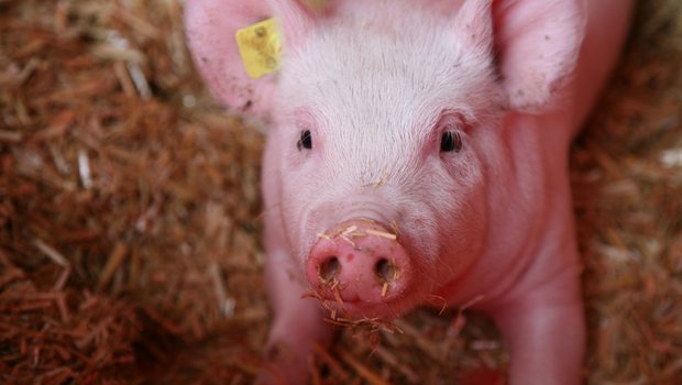 Die Tierwohlprämie deckt in der Schweinemast nur 91 % der Kosten der IP-Suisse-Betriebe. (Bild Agroscope)