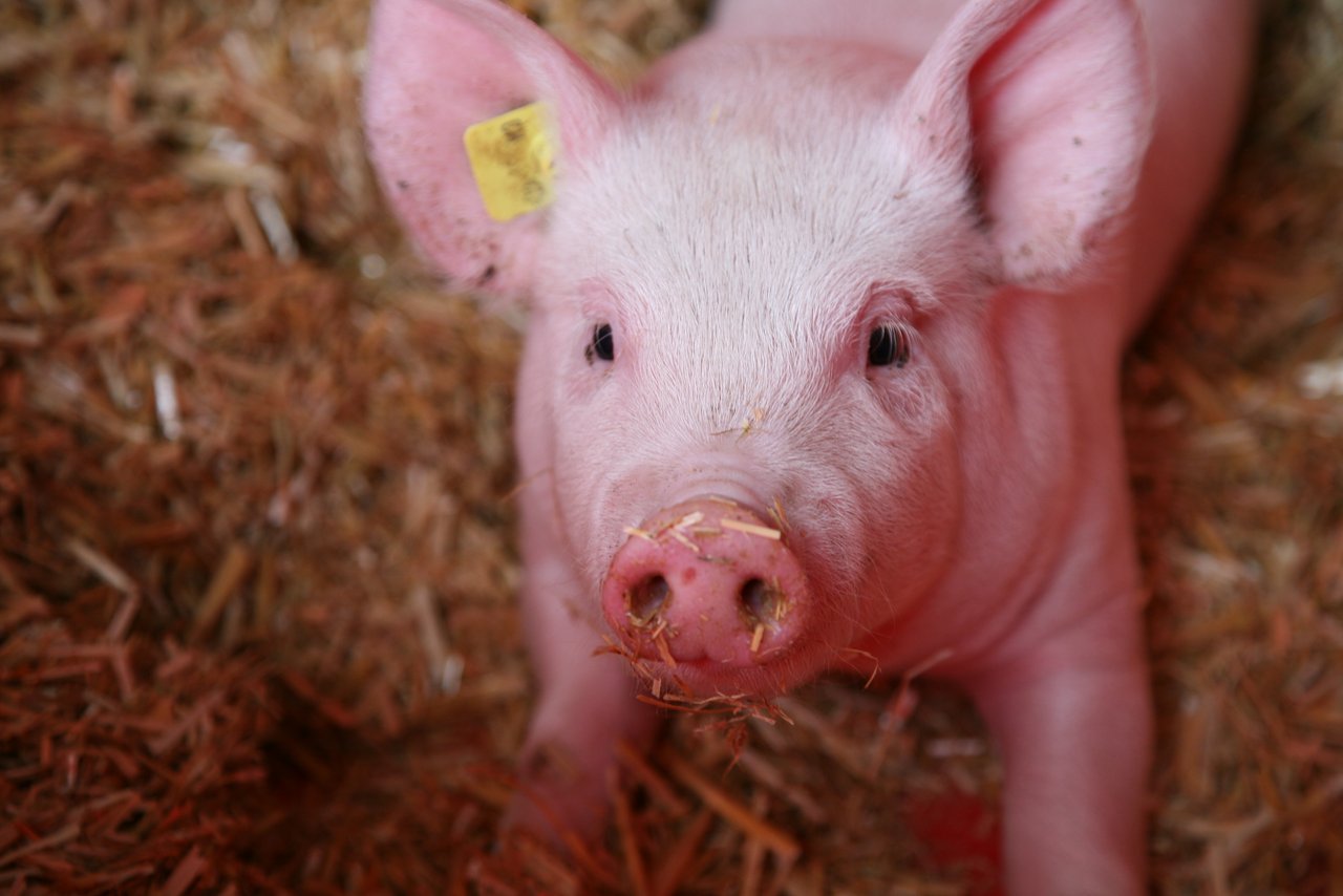 Die Tierwohlprämie deckt in der Schweinemast nur 91 % der Kosten der IP-Suisse-Betriebe. (Bild Agroscope)