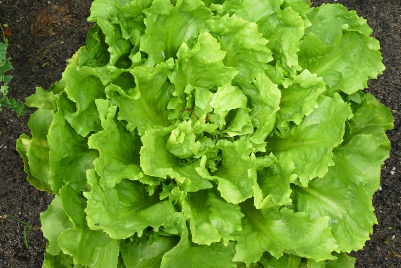 Die Endivie sieht aus wie ein ganz normaler Blattsalat, doch gehört der Wintersalat biologisch betrachtet zur Gattung der Wegwarten. (Bild Pixabay)