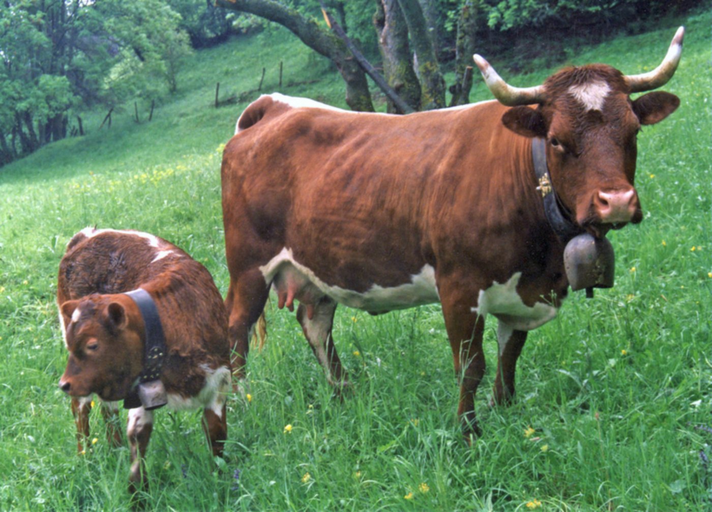 Bedrohte Rasse: Rund 400 Evolèner gibt es noch in der Schweiz.