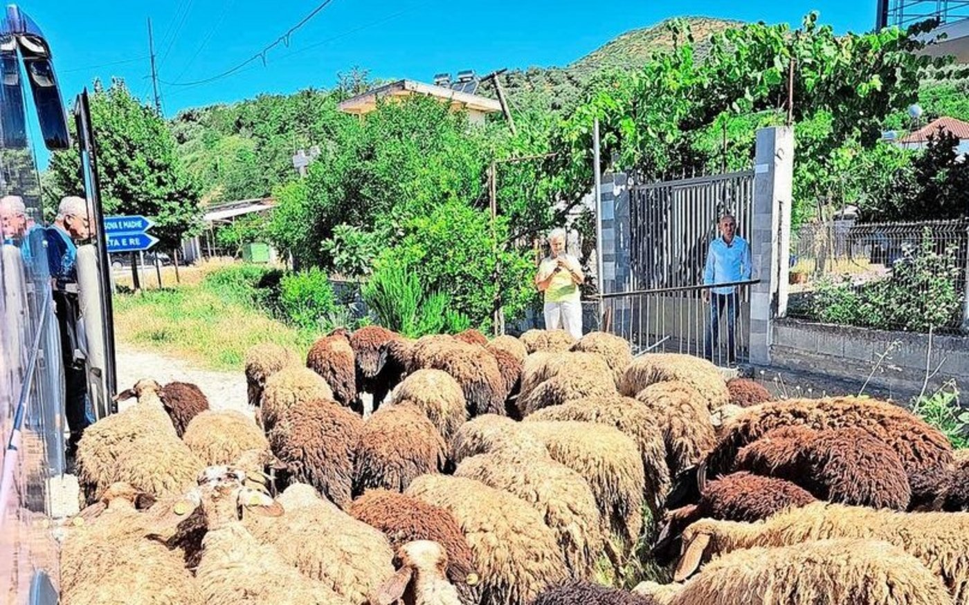 Die Schafhaltung ist ein wichtiger landwirtschaftlicher Wirtschaftszweig in Albanien. Auf der Leserreise entwickelte sich ein Running Gag zum Thema Schafe. 