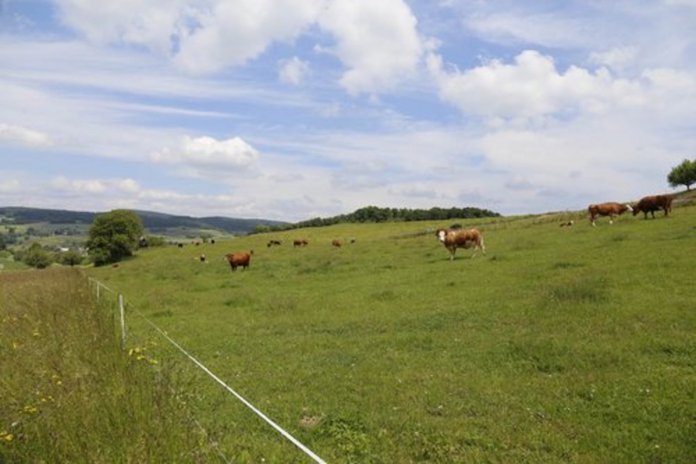 Die Trockenheit führt teilweise zu Versorgungsproblemen bei Kühen und Rindern. (Symbolbild ji)