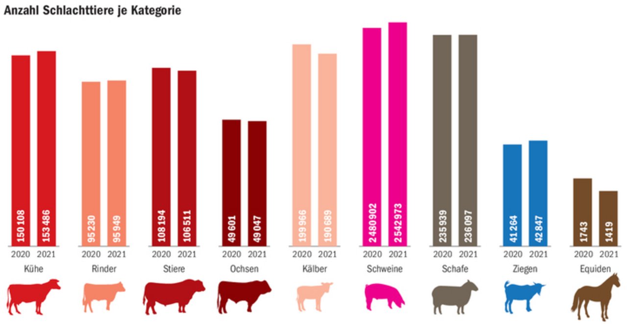 Die Inlandproduktion von Kühen, Rindern und Schweinen erhöhte sich im vergangenen Jahr. Seltener auf die Schlachtbank kamen Stiere, Kälber und Equiden.