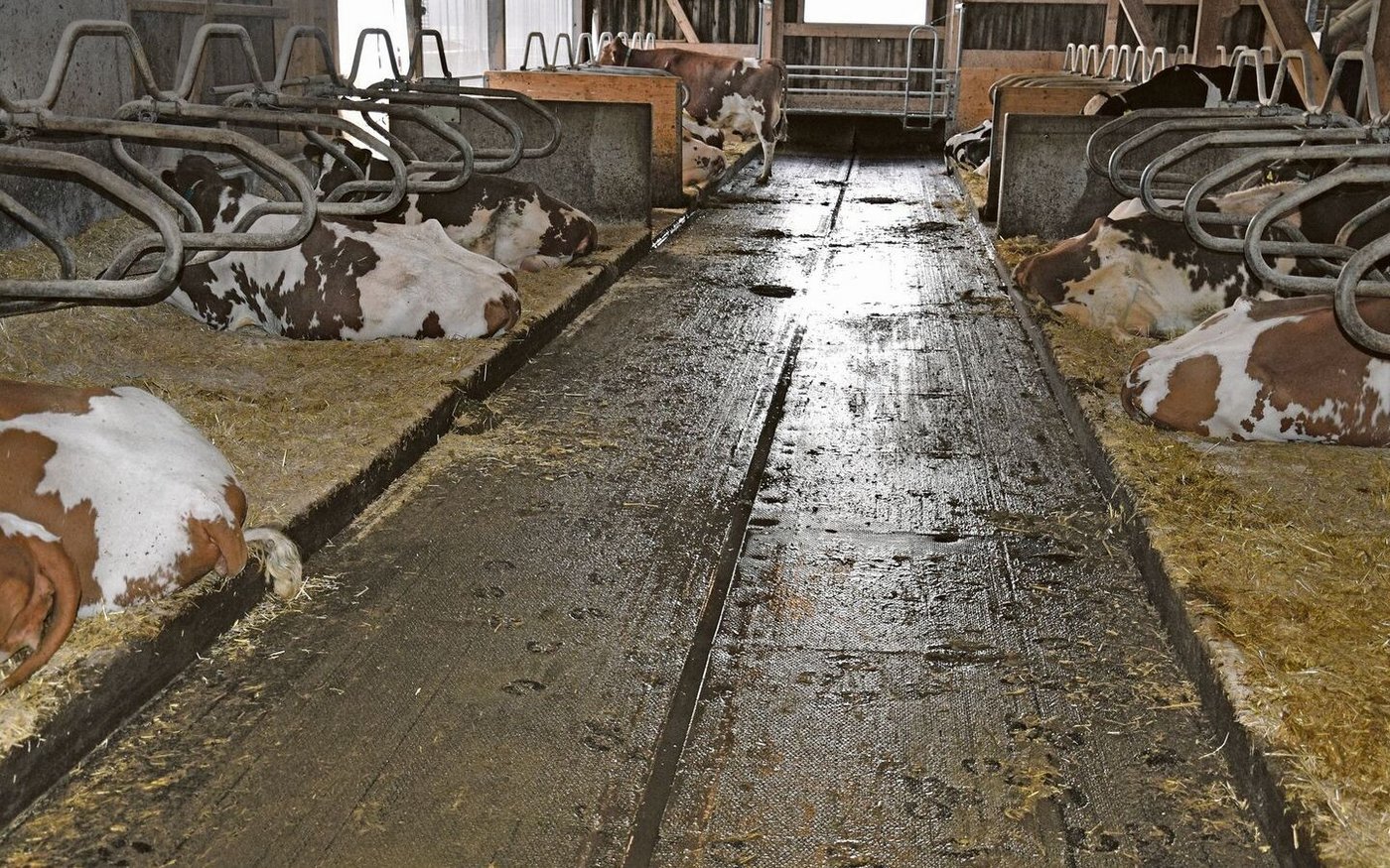 Die Kühe fühlen sich im Laufstall sehr wohl. Die Lauffläche ist jetzt mit einer Luftkammernprofil-Gummimatte ausgestattet.  