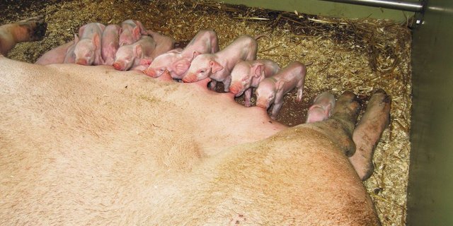 Weil die Kolostrummenge der Sau mehr oder weniger konstant ist und nicht von der Wurfgrösse abhängt, muss das Management darauf achten, dass alle Saugferkel genug bekommen.