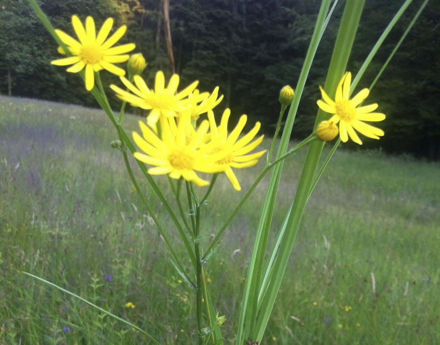 Wasserkreuzkraut in einem Naturschutzgebiet. Ohne frühzeitige Bekämpfung ist rasante Ausbreitung kaum zu verhindern. (Bild Jofef Scherer)