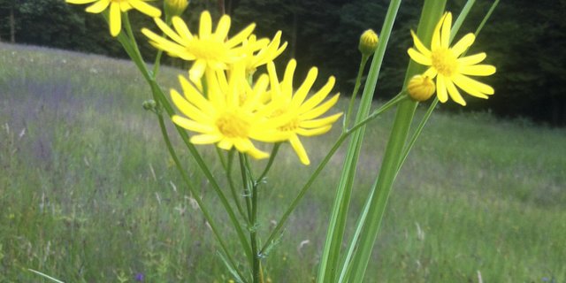 Wasserkreuzkraut in einem Naturschutzgebiet. Ohne frühzeitige Bekämpfung ist rasante Ausbreitung kaum zu verhindern. (Bild Jofef Scherer)