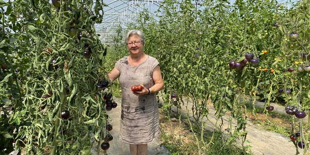 Hanni Berger, Altbäuerin auf dem Bergerhof, kümmert sich auch mit 76 Jahren noch immer mit Freude um den Tomatenanbau. (Bilder Cornelia von Däniken)