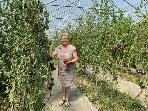 Hanni Berger, Altbäuerin auf dem Bergerhof, kümmert sich auch mit 76 Jahren noch immer mit Freude um den Tomatenanbau. (Bilder Cornelia von Däniken)