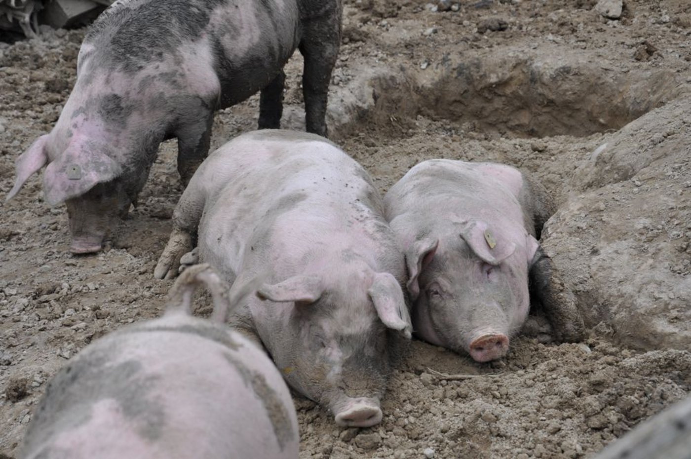 Glückliche Sauen: 42% der Befragten in einer neuen Studie der Hochschule Luzern gewichten das Tierwohl und die Einhaltung ökologischer Standards besonders hoch. (Bild jw)