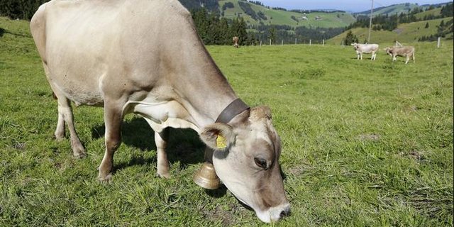 Die Züchter von Braunvieh, sollen mitprofitieren. (Bild BauZ)