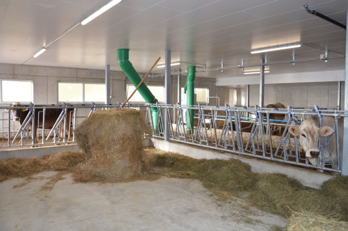 Der anfallende Mist aus der oberen Etage wird durch diese Rohre abgeleitet. (Bild Aline Küenzi)