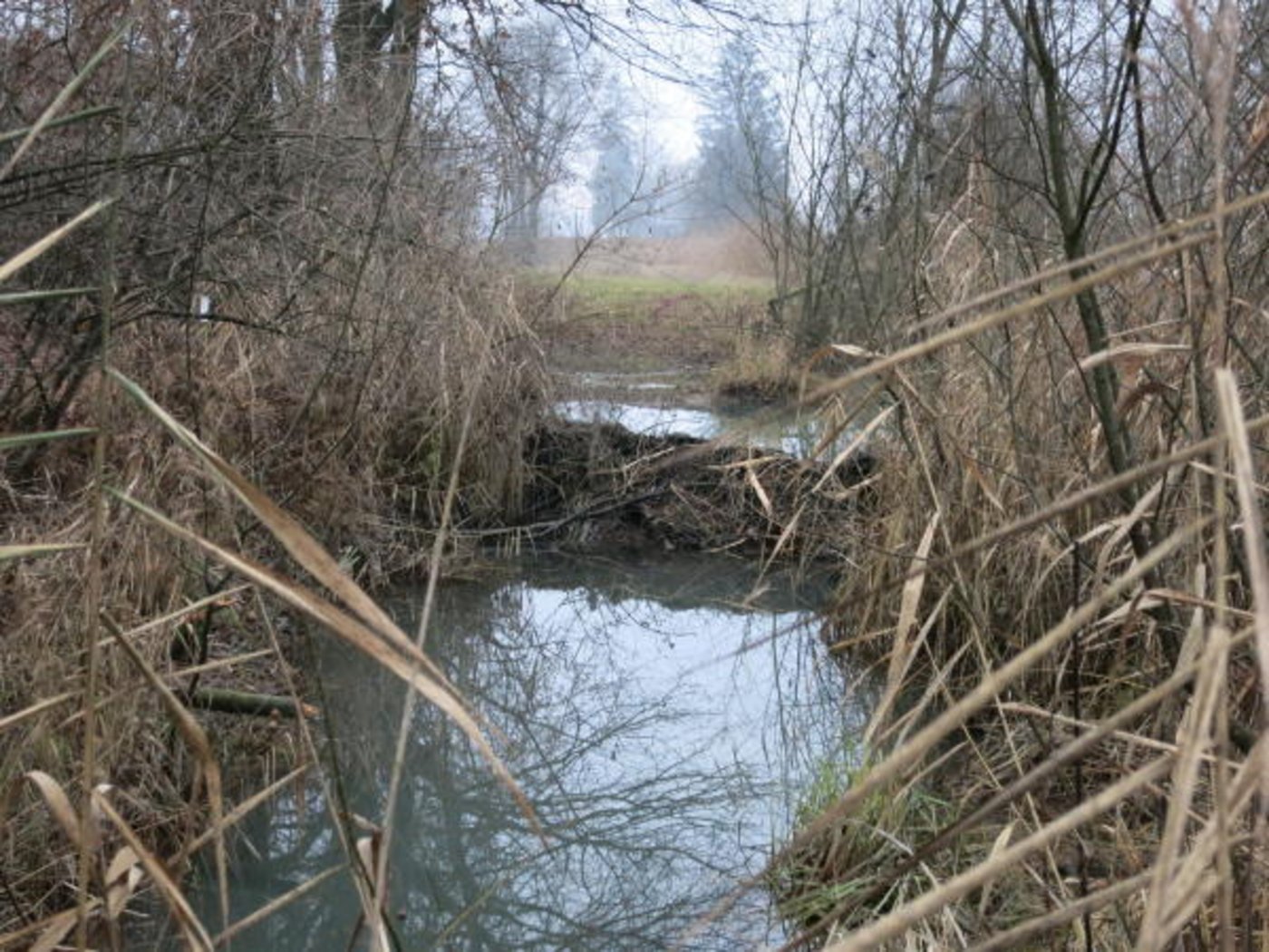 Um den Wasserstand zu senken, sollen ein Abflussrohr installiert sowie die beiden Nebendämme um rund 20 Zentimeter abgesenkt werden. (Bild zVg Lawa)