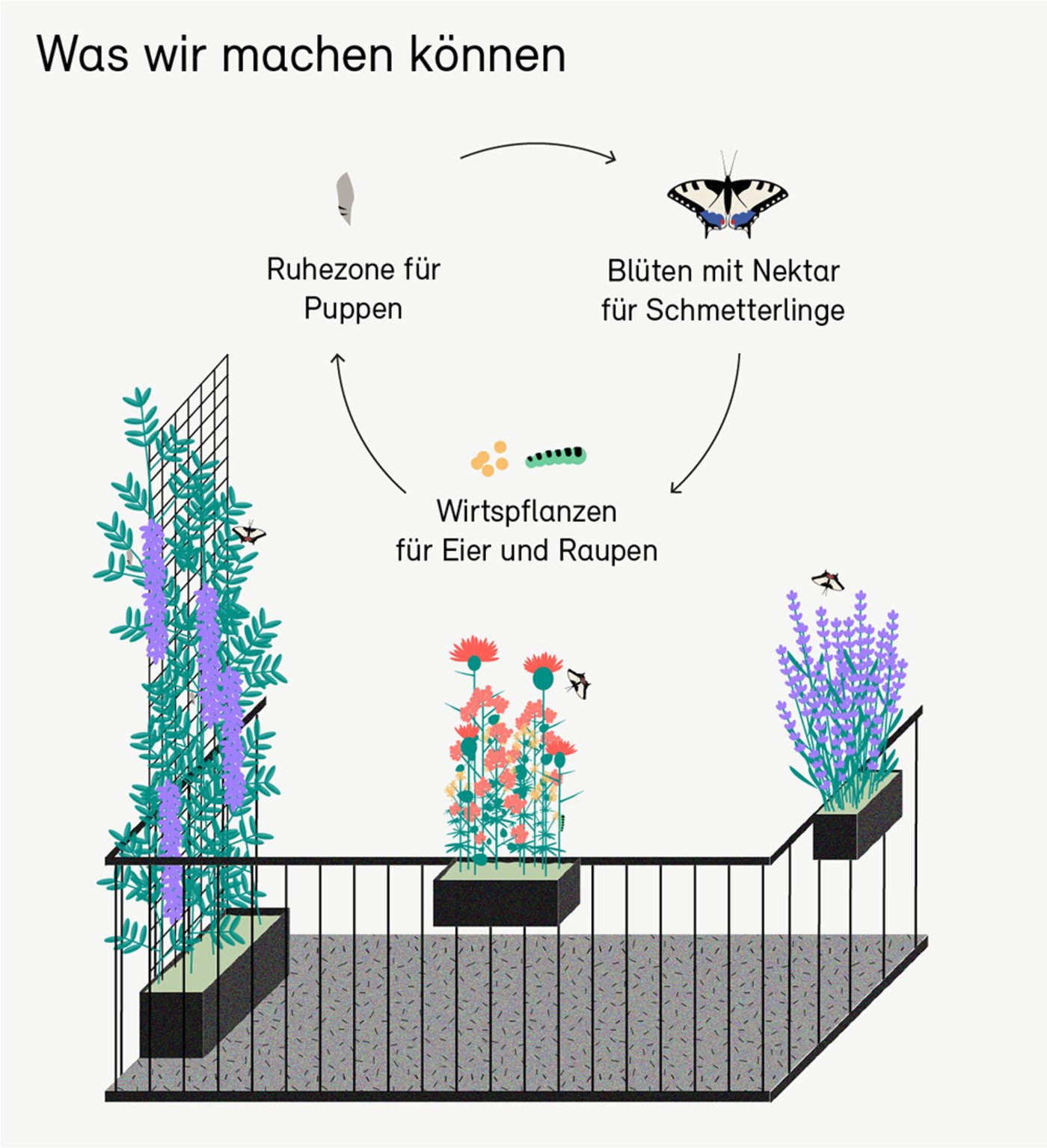 Schmetterlinge brauchen in ihren unterschiedlichen Entwicklungsphasen Unterschlupf und Futter. Das können ihnen nur einheimische Pflanzen bieten. (Bild Bafu)