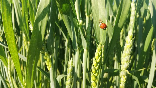 Marienkäfer und andere Nützlinge helfen z. B. im Weizen bei der Blattlausregulation. Von einer verfrühten Behandlung ist abzuraten, da sie den Nützlingen die Nahrungsgrundlage entzieht. (Bild Wallierhof)