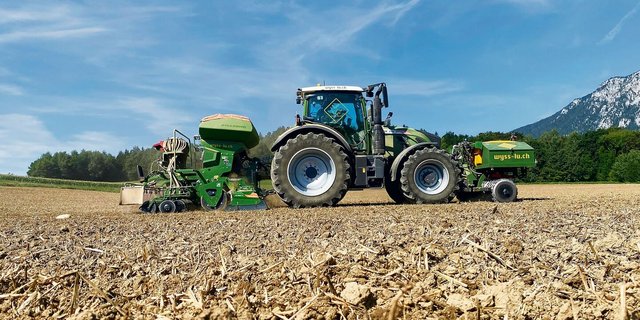 Die Rapssaat am Wallierhof erfolgte früh. Um einen allfälligen Rapserdfloh-Befall zu beurteilen, sind jetzt Gelbfallen ebenerdig im Feld zu vergraben.