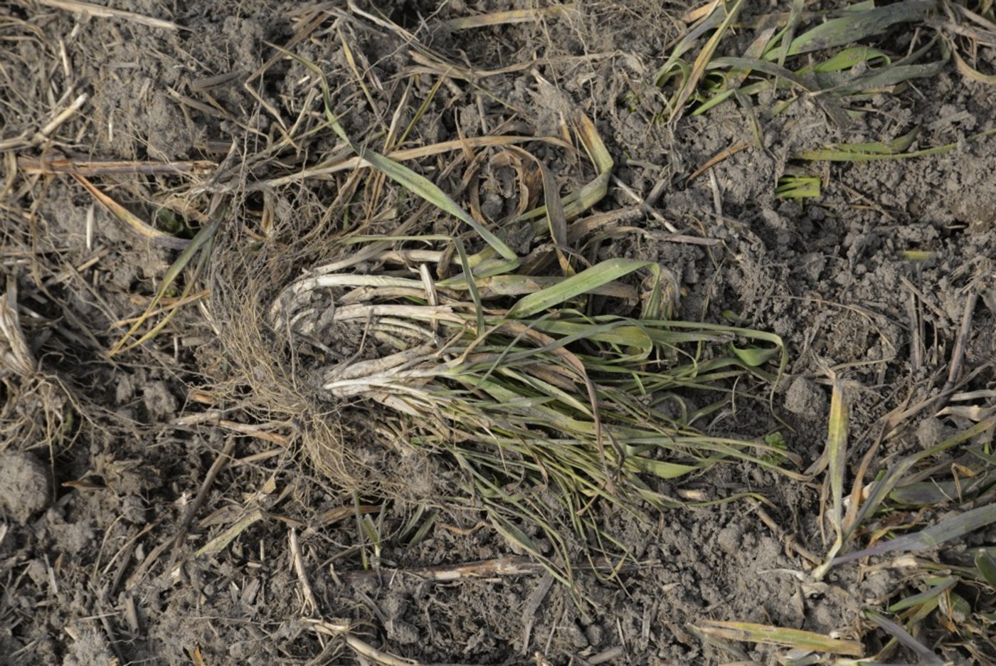 Die Maschine unterschneidet die Pflanzenwurzeln und legt sie auf die Bodenoberfläche, wo sie vertrocknen. (Bild: Katharina Scheuner)
