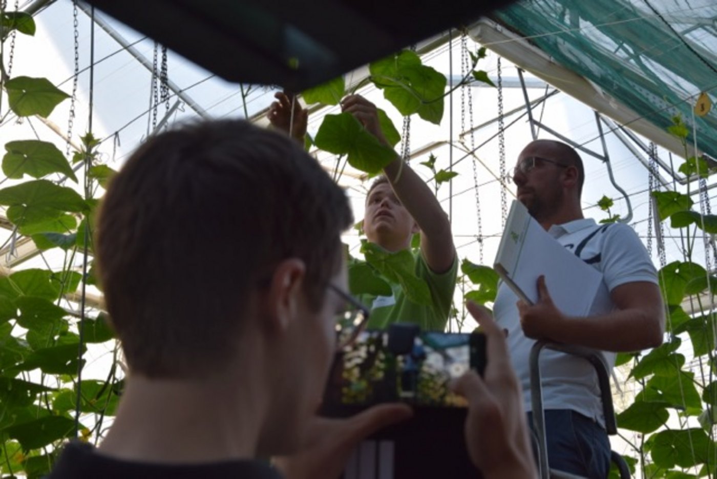 Im Fokus: Ein Journalist filmt Kandidat Gian-Luca Anker bei Pflegearbeiten an Gurken. Der Experte beobachtet genau. (Bilder Jeanne Woodtli)