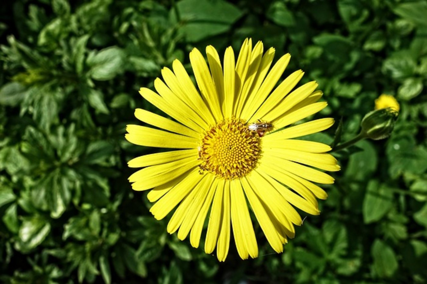 Tier und Pflanzennamen sollen in einem globalen System erfasst werden. (Bild Pixabay)