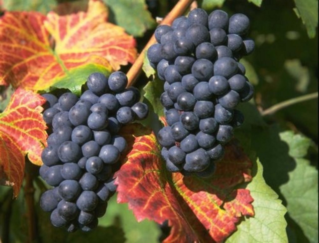 Der Weinjahrgang 2013 ist ungewöhnlich: Es gab wenig - dafür besonders gute Trauben. (Bild: LID)
