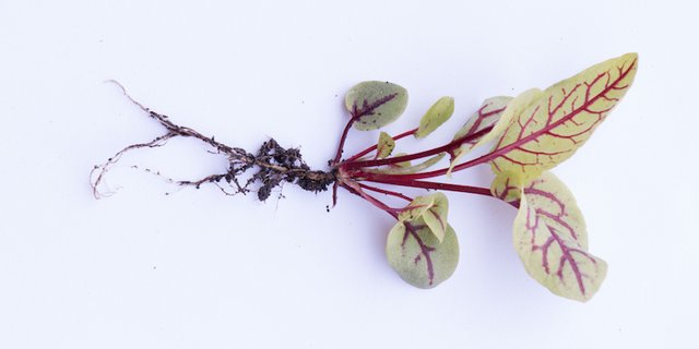 Setzlinge selber ziehen gibt mehr Auswahl. Im Bild: Blutampfer.