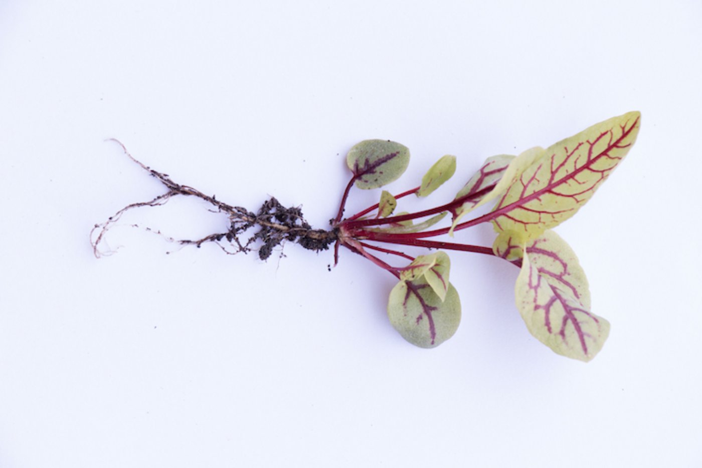 Setzlinge selber ziehen gibt mehr Auswahl. Im Bild: Blutampfer.