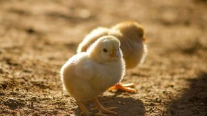 Viele der Bruderhähne werden in Polen gemästet. Deutsche Mastbetriebe haben keinen Platz für sie.