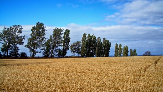 Die geringe Getreide- und Rapsernte 2018 soll mit Grund dafür sein, dass mehr Bauern Konkurs gingen. (Symbolbild pixabay)