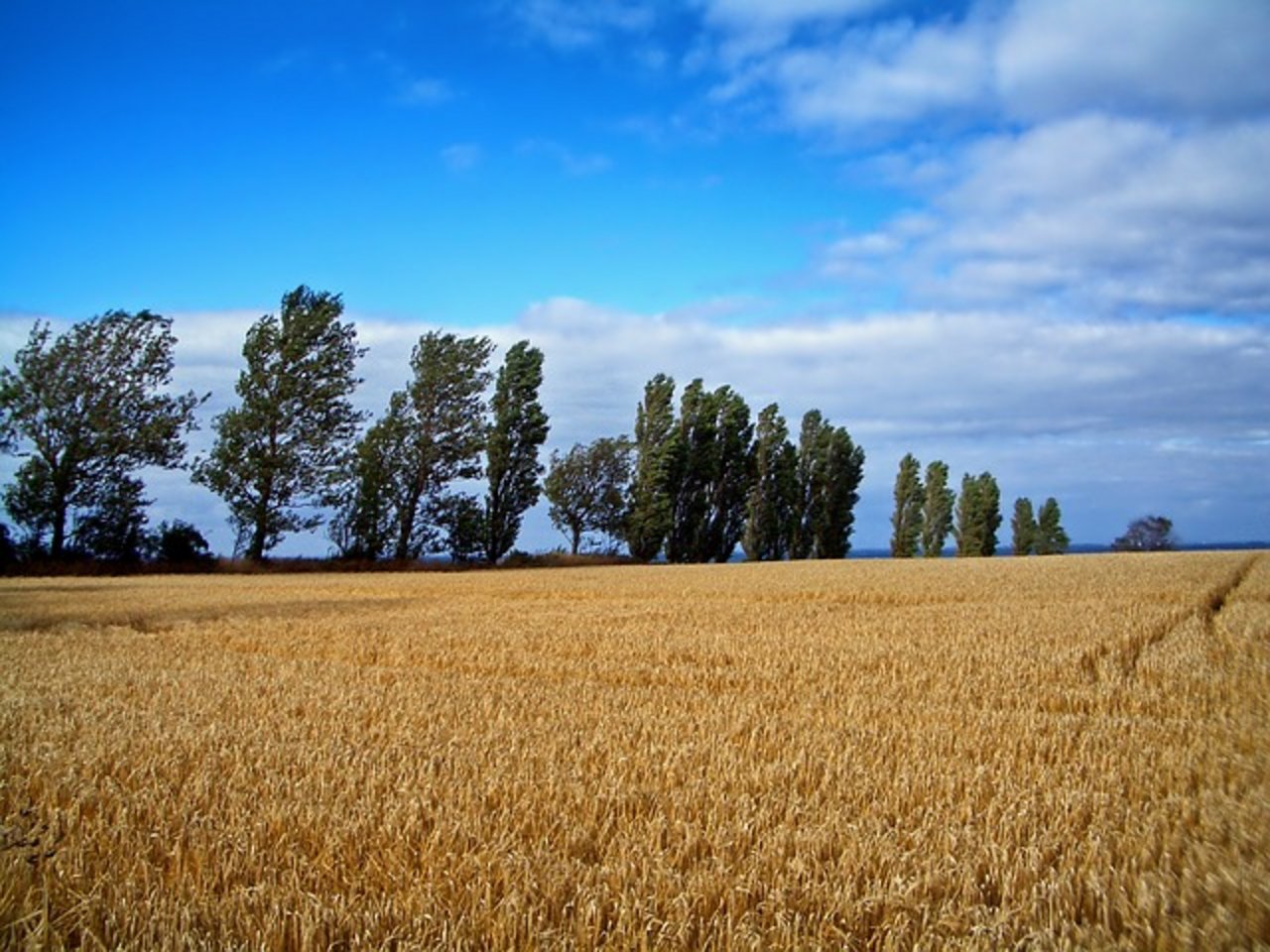 Die geringe Getreide- und Rapsernte 2018 soll mit Grund dafür sein, dass mehr Bauern Konkurs gingen. (Symbolbild pixabay)