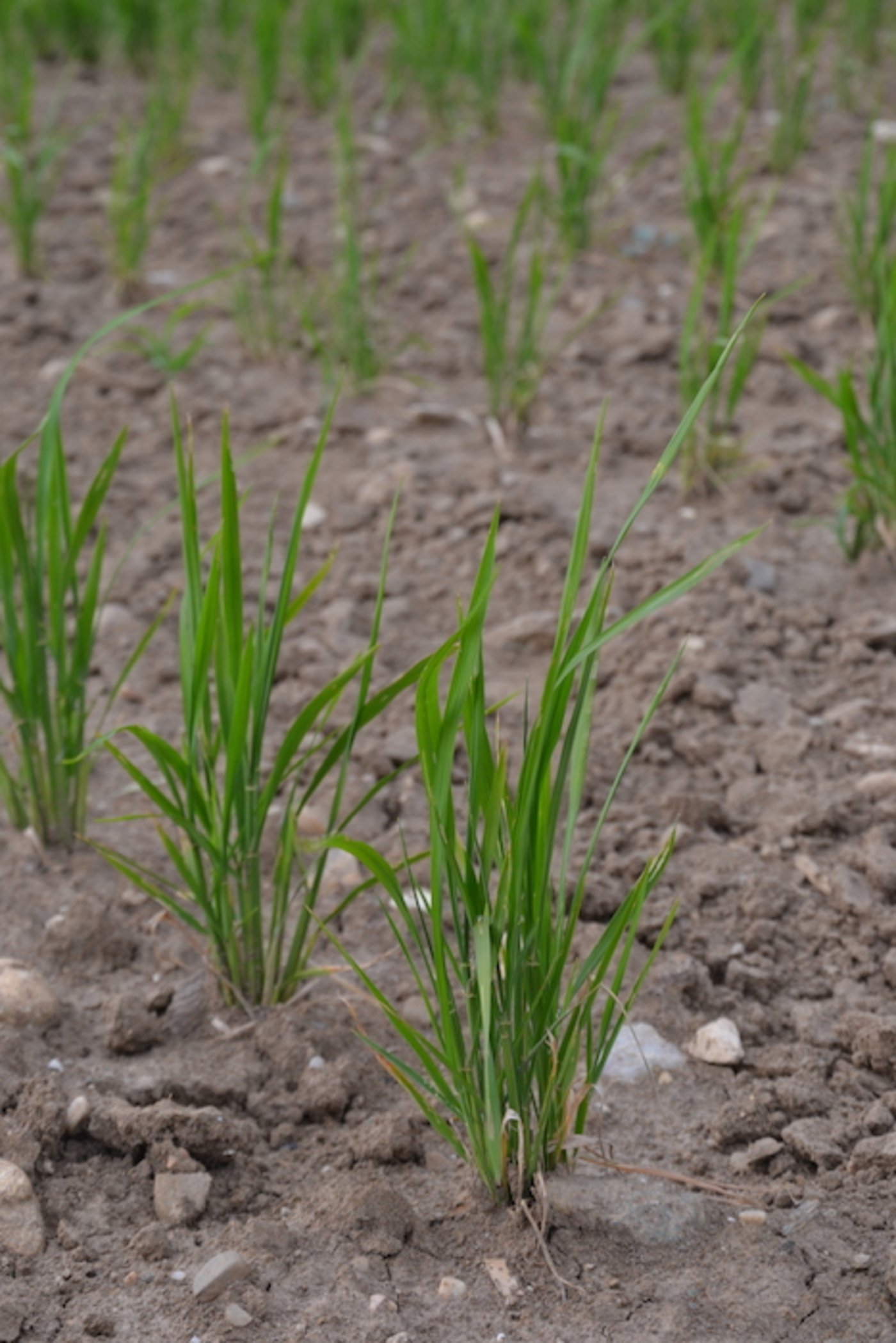 Reis. Den haben Zimmermanns vorher in einem Wasserbecken angezogen.