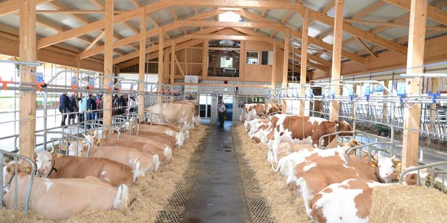Blick in den luftigen Anbindestall von Familie Graf in Bleiken b. Oberdiessbach. (Bild IG Anbindestall)