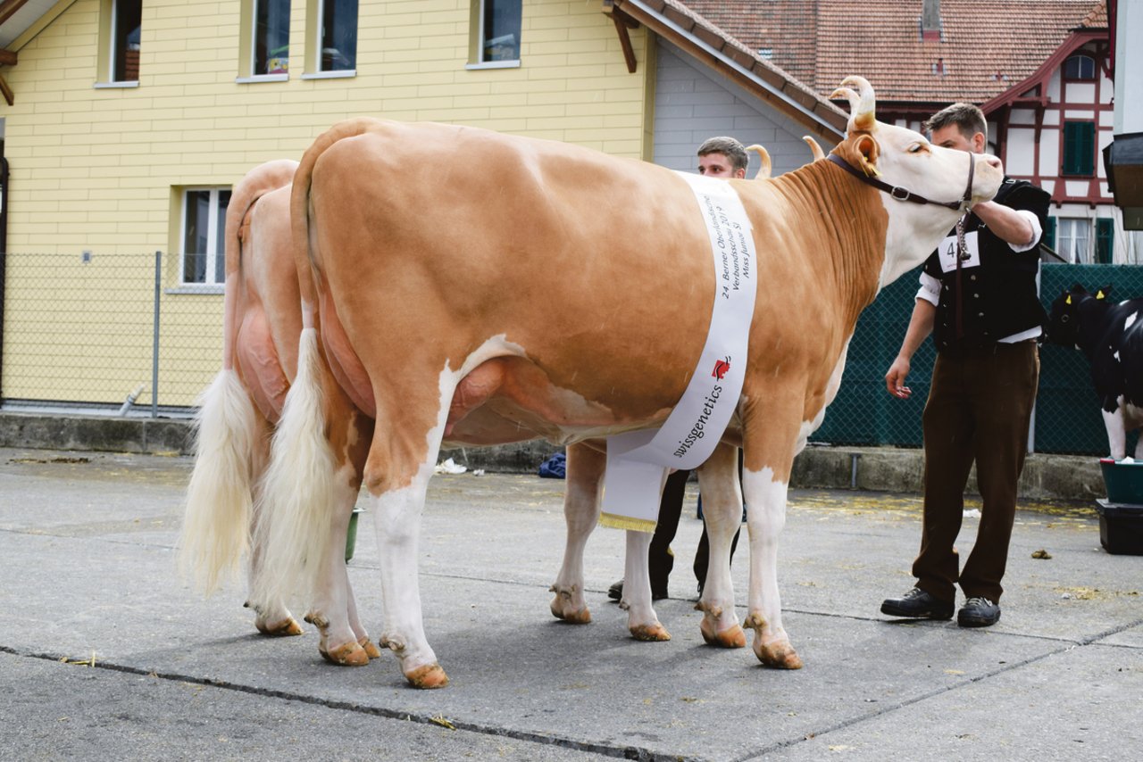 Wann können die schönen Kühe wieder auflaufen? Wie hier die zwei Missen der Rasse Simmental im Jahr 2019 in Thun. (Bild BauZ/dj)