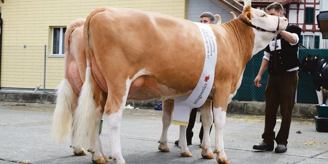 Wann können die schönen Kühe wieder auflaufen? Wie hier die  zwei Missen der Rasse Simmental im Jahr 2019 in Thun. (Bild BauZ/dj)