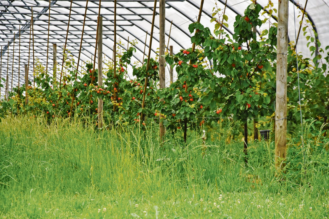 Der Aprikosenanbau ist unter den klimatischen Bedingungen unserer Gegend eine Herausforderung. So drohen etwa bei Frost im Frühjahr Ernteausfälle.(Bilder Urs Oskar Keller)
