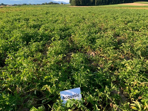 Bemühungen gegen Kraut- und Knollenfäule bei Kartoffeln ohne Fungizide Acousric ist eine Phytophtora-resistente Kartoffelsorte. Erste Tests damit zeigten gute Erträge ohne Fungizid-Behandlung. (Bild Swisspatat)