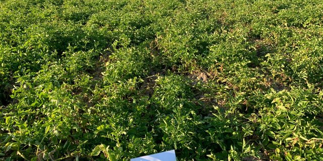 Acousric ist eine Phytophtora-resistente Kartoffelsorte. Erste Tests damit zeigten gute Erträge ohne Fungizid-Behandlung. (Bild Swisspatat)