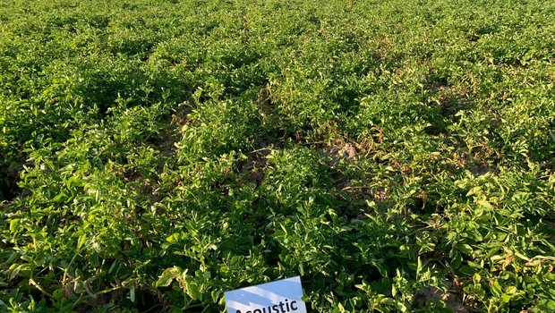 Bemühungen gegen Kraut- und Knollenfäule bei Kartoffeln ohne Fungizide Acousric ist eine Phytophtora-resistente Kartoffelsorte. Erste Tests damit zeigten gute Erträge ohne Fungizid-Behandlung. (Bild Swisspatat)