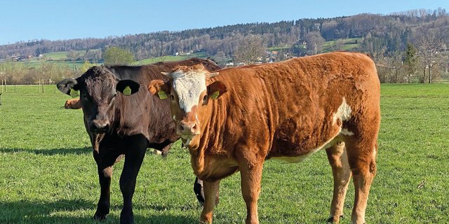 Für eine optimale Verdauung muss das junge Weidegras mit genügend Struktur ergänzt werden. Bild: Reto Spörri