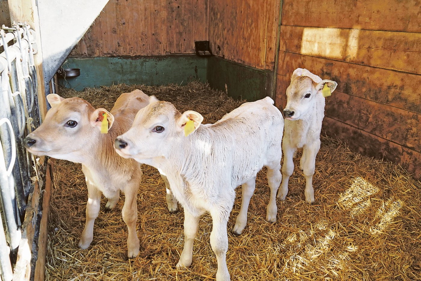 Andreas Nef zieht alle Kuhkälber nach und gibt sie im Alter von vier Monaten an einen Bergbetrieb.