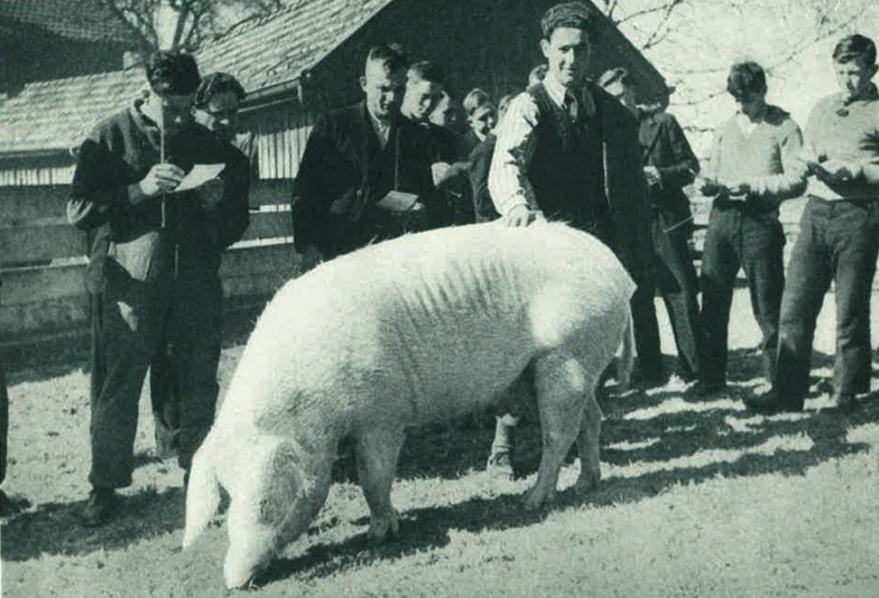 Auch das Beurteilen der Schweine will gelernt sein, hier an der landwirtschaftlichen Schule Strickhof. (Bild Phot. Schettler)