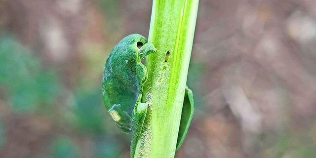Junge Larve des Rapserdflohs im Stängel. Diese ist gut an der dunklen Kopfkapsel und dem dunklen Hinterleib zu erkennen.
