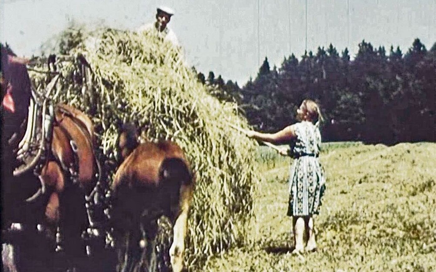 Bevor in den 1960er Jahren viele Betriebe motorisiert wurden, arbeiteten Mensch und Tier gemeinsam.