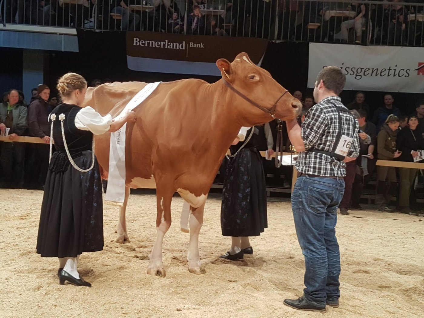 Starkuh RH/RF/HO wird Frivole von Res und Pascal Thomi. Sie verteidigt ihren Titel von 2017.