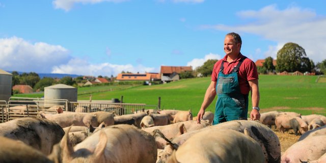 Rudolf Steiner mästet pro Jahr 1000 Schweine im Freiland. Er kann auf zwanzig Jahre Erfahrung zurückblicken. Bild: Peter Röthlisberger