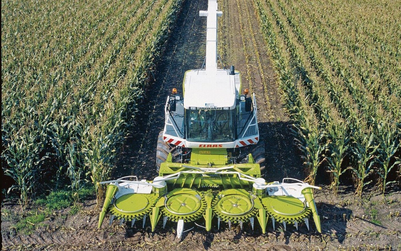 Die Maisernte startet dieses Jahr ungewöhnlich früh. Dort, wo der Mais nicht verdorrt ist, sind gute Erträge zu erwarten.