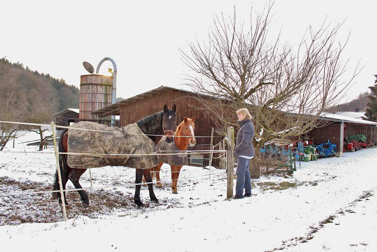 Nico (l.) und Lardo dürfen auch im Winter auf die Weide. Ihre Bäuerin begrüssen sie sofort am Zaun. (Bilder Sanna Bührer Winiger) 