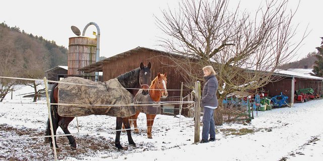 Nico (l.) und Lardo dürfen auch im Winter auf die Weide. Ihre Bäuerin begrüssen sie sofort am Zaun. (Bilder Sanna Bührer Winiger) 