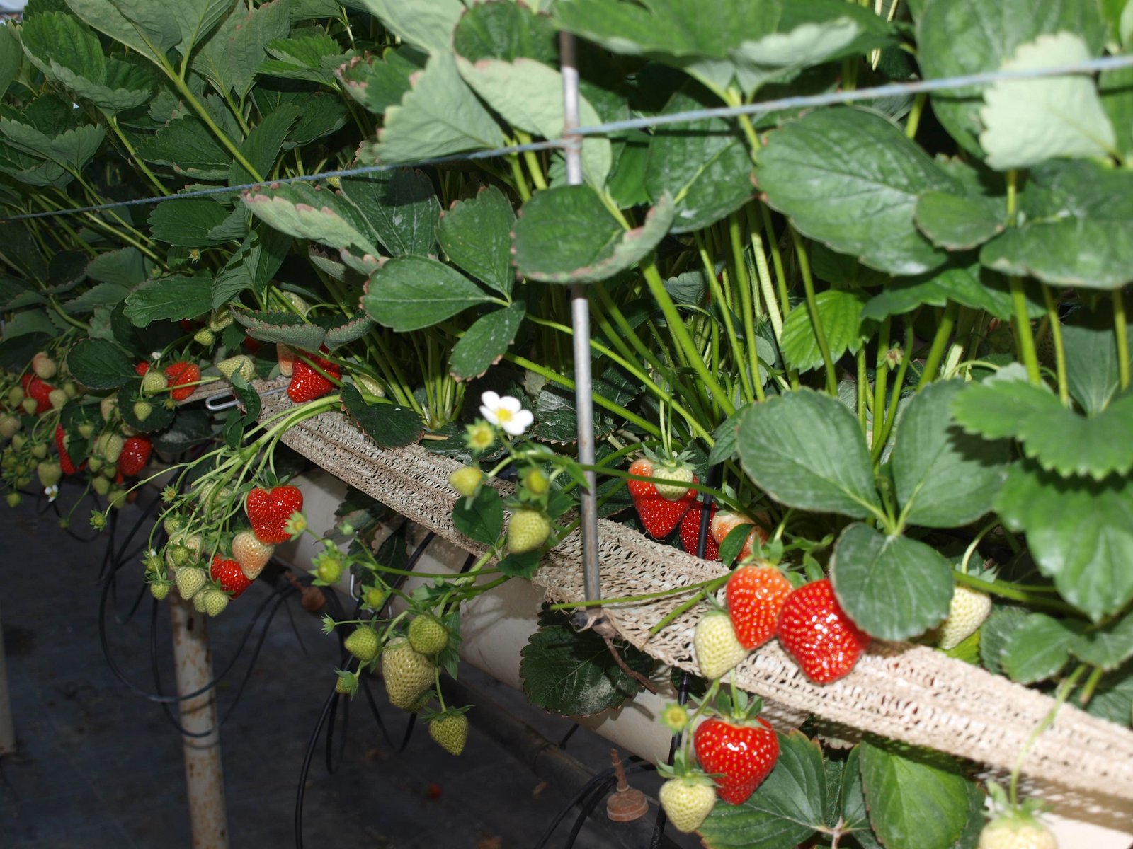 Erdbeeren: Empfindlicher Ernteausfall - bauernzeitung.ch | BauernZeitung